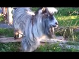 Funny videos - Funny new clips - Funniest recent animals - June 2016