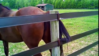 Funny Horse Videos 2016
