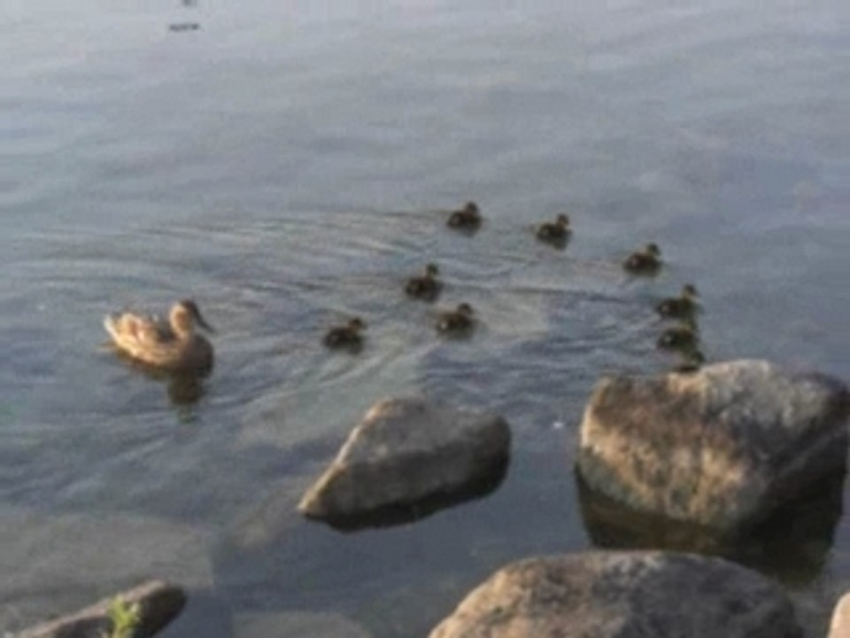 Cane et ses canetons