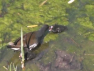 Poule d'eau et ses petits