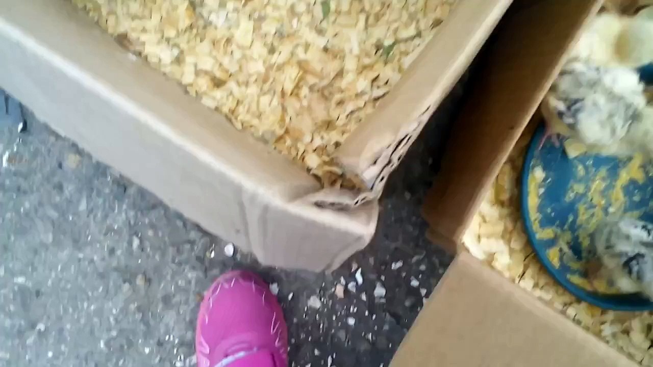 Animale De Companie!