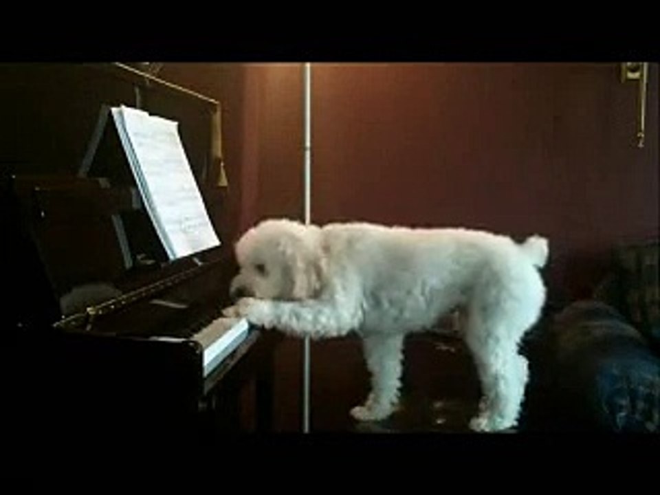 Modelagem Avançada - Cachorro tocando piano e cantando?