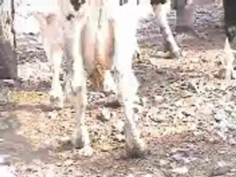 Cruauté envers les animaux - encans du Québec (2)