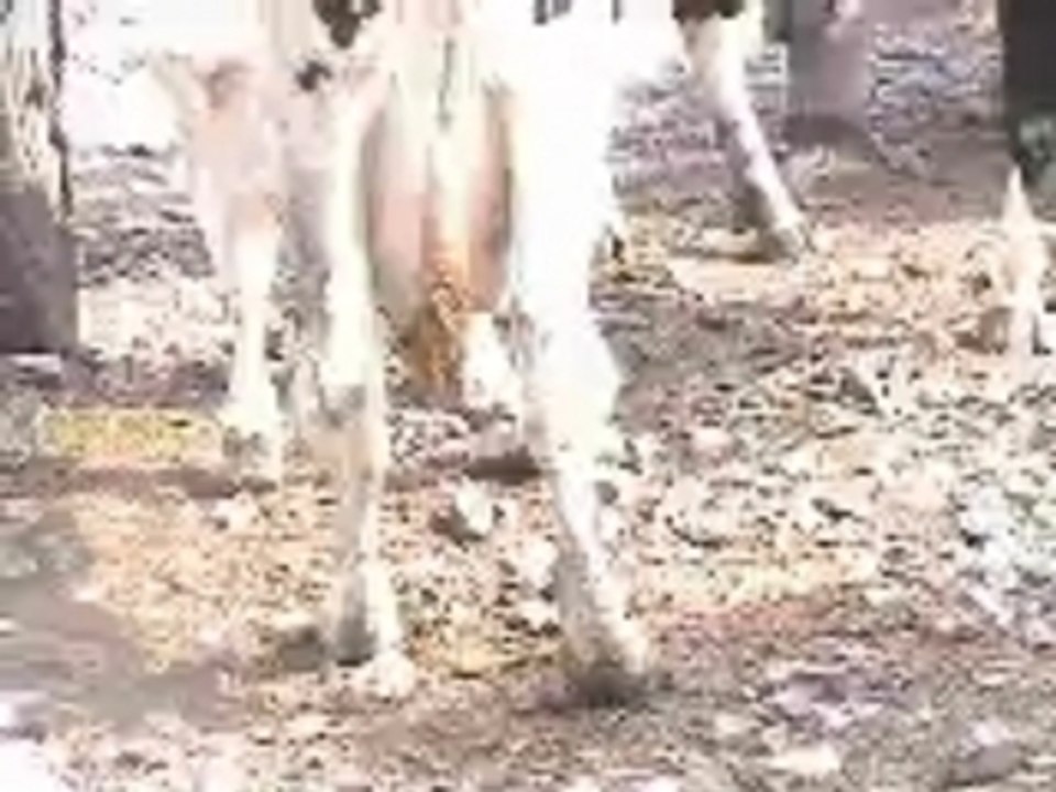 Cruauté envers les animaux - encans du Québec (2)