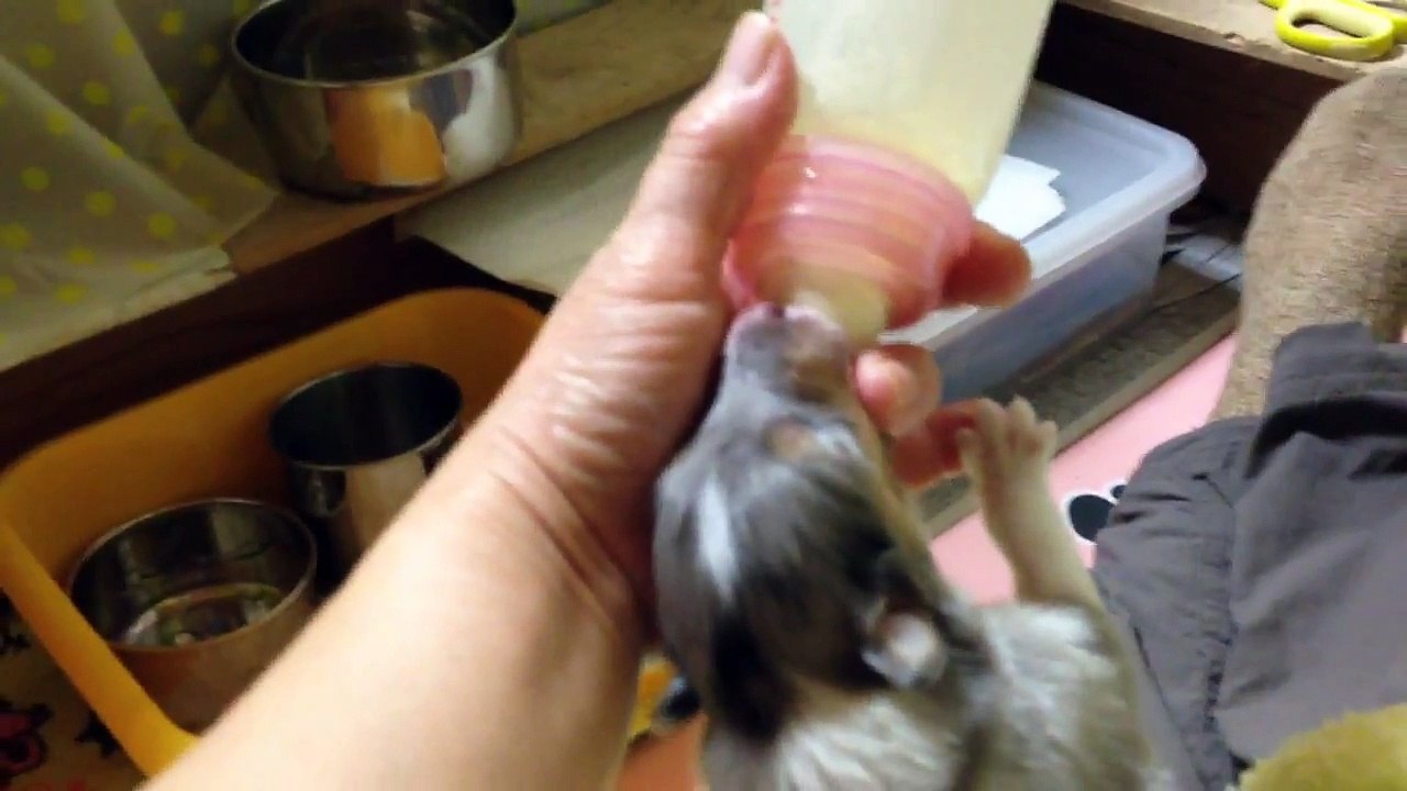 ラフコリー2014年2月1日撮影3-1　rough collie puppy