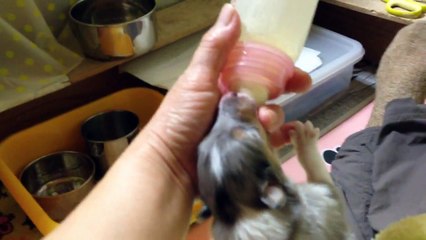 ラフコリー2014年2月1日撮影3-1　rough collie puppy