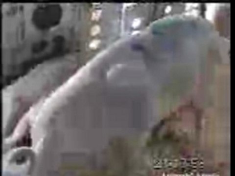 cruauté envers les animaux - encans du Québec (3)