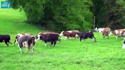 Des vaches ont été sauvées et profitent de leur nouveau pré