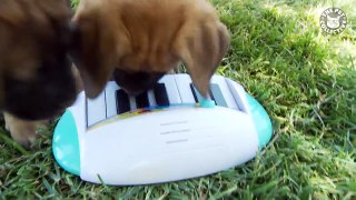 15 Funny Puppy Pet Video Compilation 2016