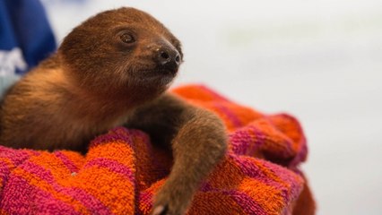 This is a video of a sloth pooping