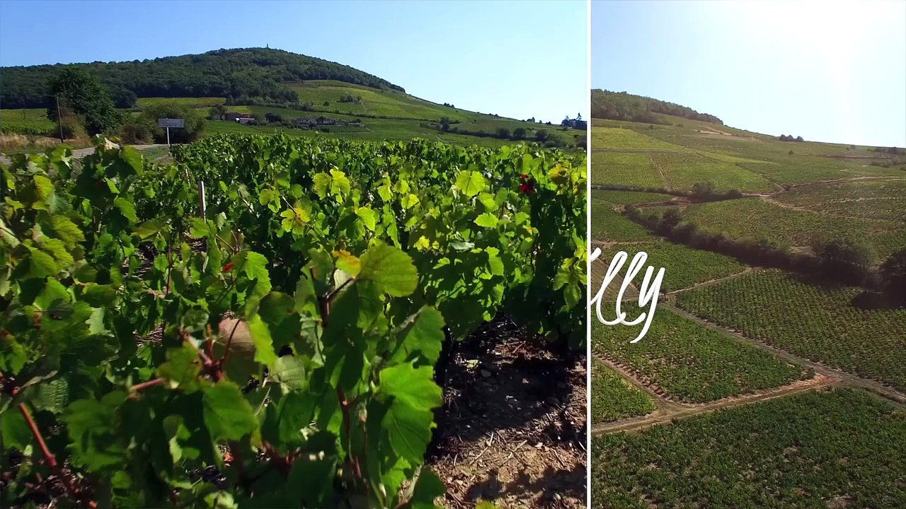 AOC Côte-de-Brouilly