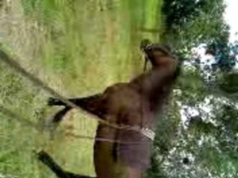 Pédro longues rênes