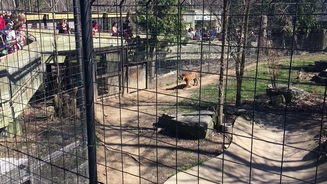 Person jumping tiger fence at Toronto Zoo for a hat