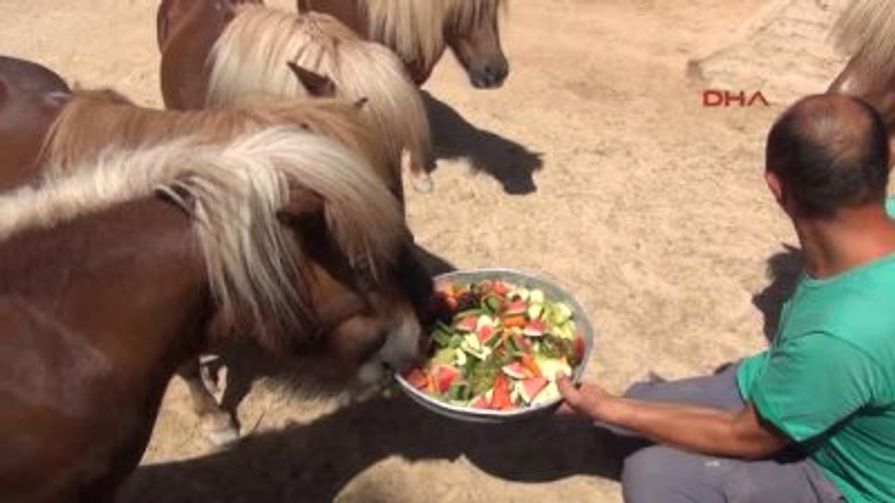 Antalya Hayvanlar Buzlu Meyve ve Suyla Serinliyor