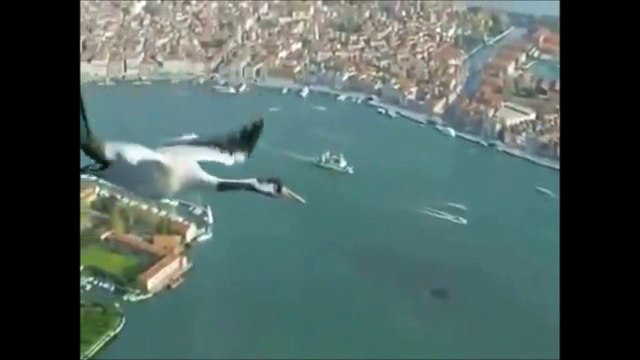 Des racines et des ailes