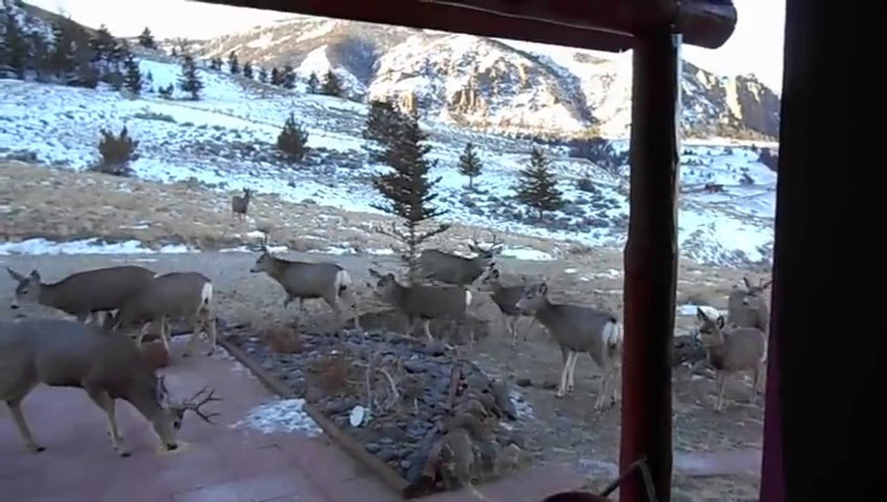 Belle surprise pour ce couple au moment de sortir de leur maison : moment magique