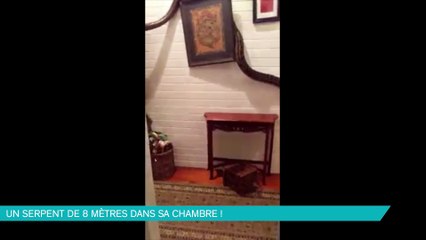 Un python de 8m se glisse dans sa chambre