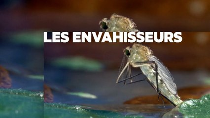 Invasion moustiques : bande annonce du 25/06