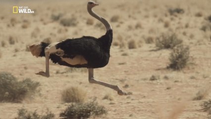 Жизнь необычной птицы / Strangest Bird Alive (2015) HD