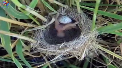 Yuvada Başka Kardeş İstemeyen Yavru Kuş