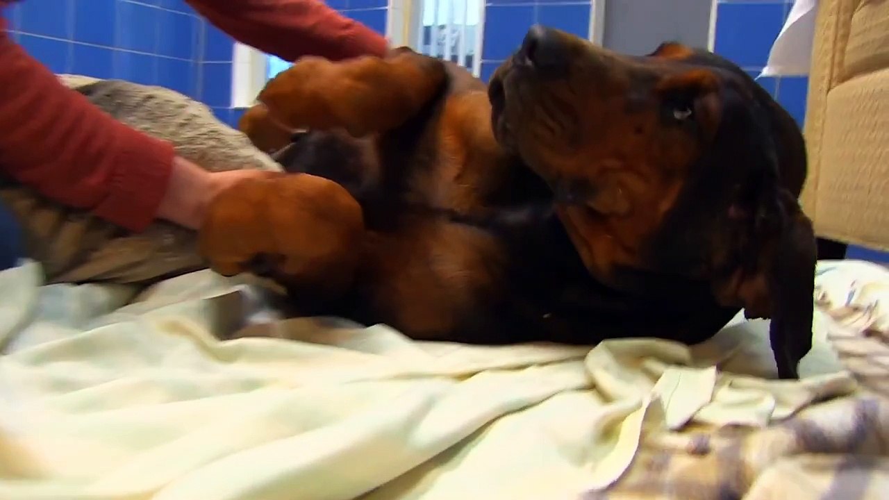 Ce chien est enchaîné et battu toute sa vie, mais quand il voit CETTE femme, il n'arrive pas à croire ce qu'il lui arrive!