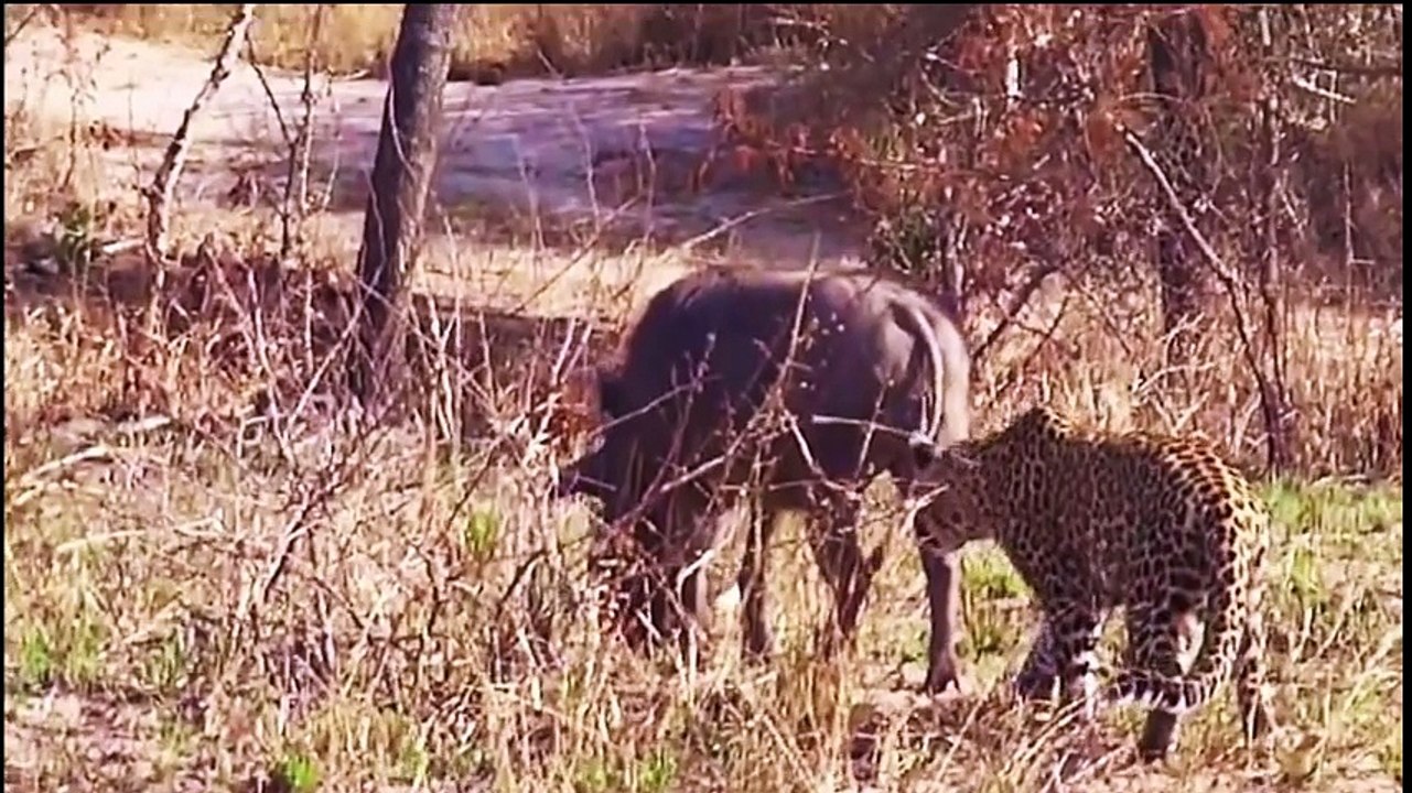 Most Amazing Wild Animal Attacks - Jaguar, Lion, Bird, Ostrich, Crocodile