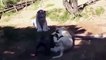 Pit bull attack lion - Dog vs Lion attack Compilations 2016