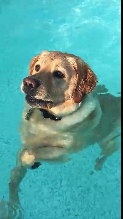 Un chien découvre qu'il a pied dans la piscine