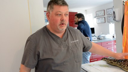 David Leduc, vétérinaire à Autreppe, a opéré un python de plus de 30 kilos