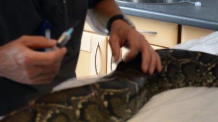 Des antidouleurs sont injectés au python