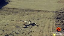 L'incroyable combat de deux mambas noirs en plein milieu de la route !