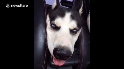 Tired husky rolls its eyes