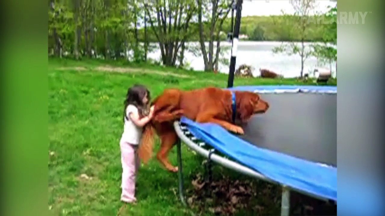 Dummy Dogs || "Dog Fails" By FailArmy