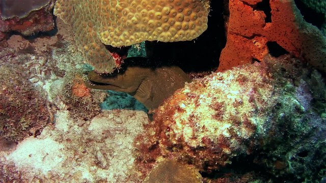 A Prefect Day of Scuba Diving in Curaçao