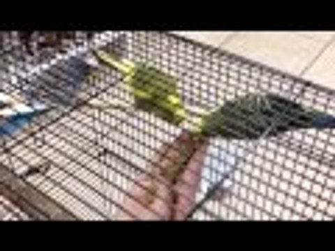 Domesticando a mis Periquitos : Dia 3