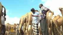 Somali camel traders pay the price of war in Yemen