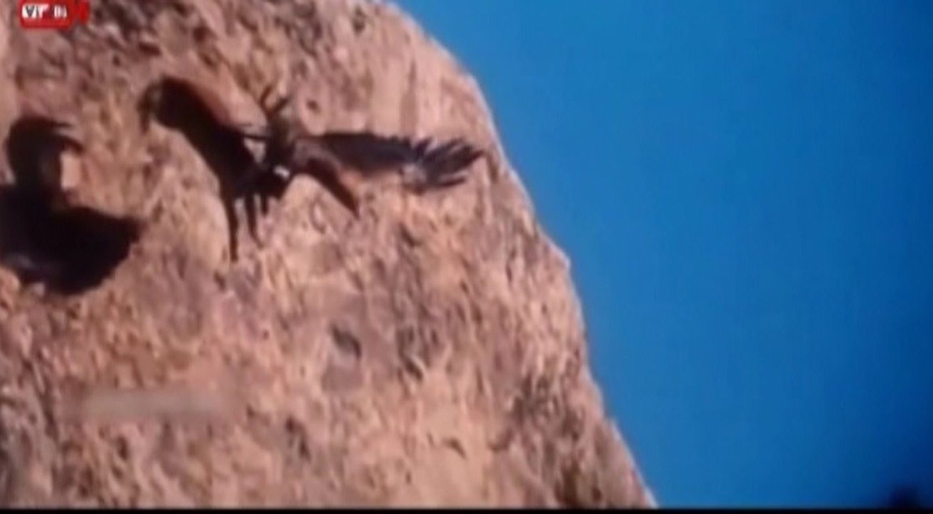 Most Amazing : Eagle Attacks Goat, Deer and Fox with The Power Talon - 2