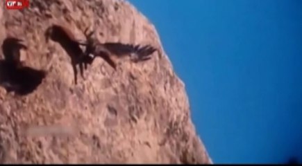 Most Amazing : Eagle Attacks Goat, Deer and Fox with The Power Talon - 2