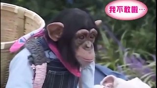 animals funny video - monkey and dog walk together 2