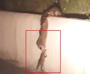 A Raccoon Family Team Up To Help Their Baby Get Over A Wall