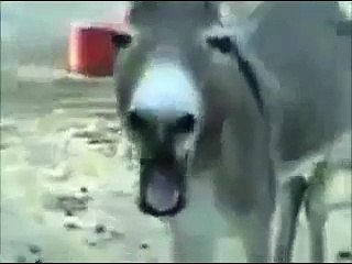 Burro riéndose