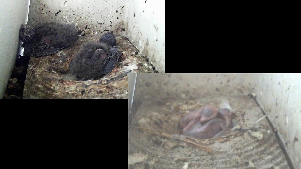 Mauersegler Nestcam 2016.18b - 22. Juni - Es ist heiss