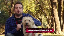 Amores Perros y Otros Amores - Royal Canin y los perros Gerontes.