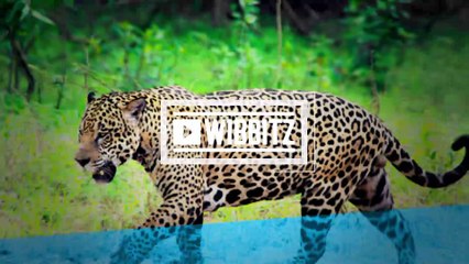Jaguar shot dead in Brazil after Olympic torch ceremony