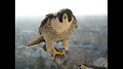Stupid Feminist Parents in Guelph Ontario Freak Out Over Cities Pool Rules