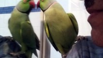 -Indian ringneck talking and kissing
