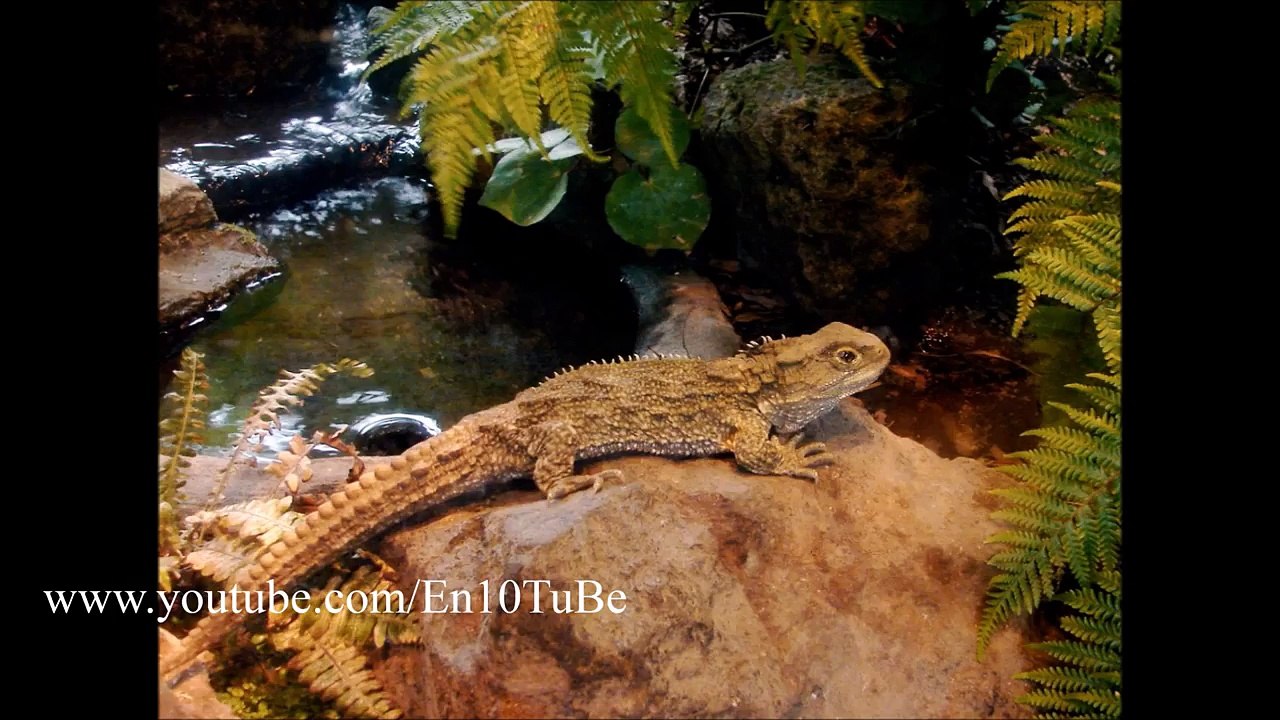 Dünyanın En Uzun Yaşayan 10 Canlı Türü - En Uzun Yaşayan Canlılar