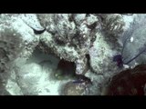 Diver Gets Amazing Footage of a Moray Eel Sleeping