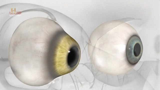 Эволюция. Битва за жизнь 01. Зрение