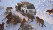 Tigers Feeding At The Harbin Tiger Park In Harbin, China